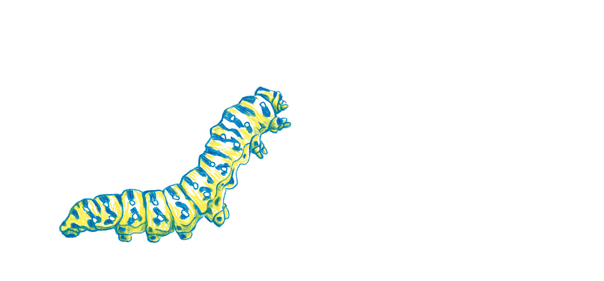 chenille