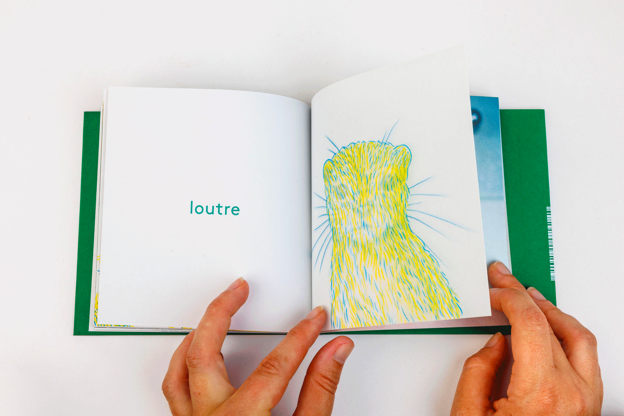 loutre_anim